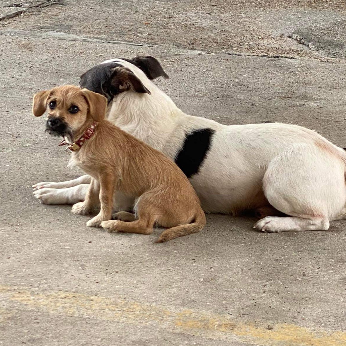 Enlarge Scrappy Doo, a Adopted mixed breed in Pine Grove, LA image 4/5