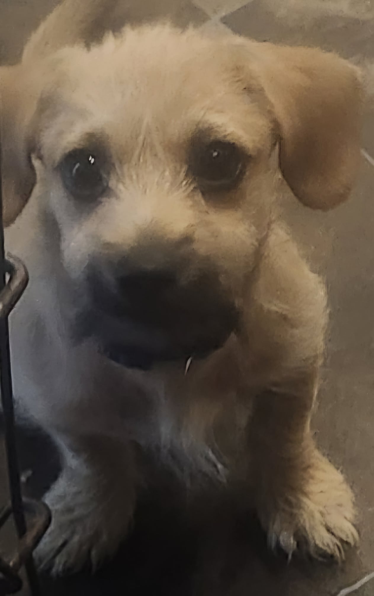 Enlarge Scrappy Doo, a Adopted mixed breed in Pine Grove, LA image 5/5