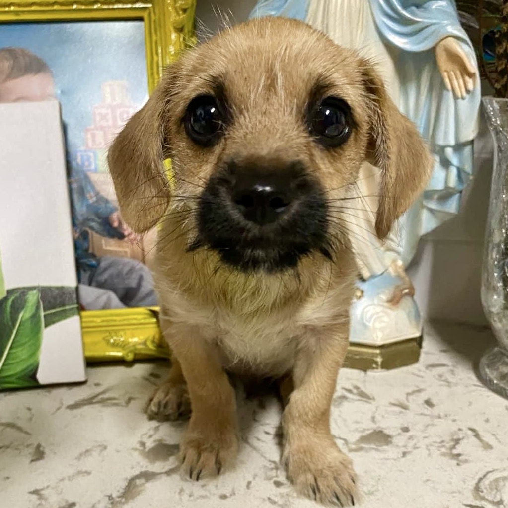Scrappy Doo, Adopted, Puppy Male Miniature Dachshund & Wirehaired Dachshund.
