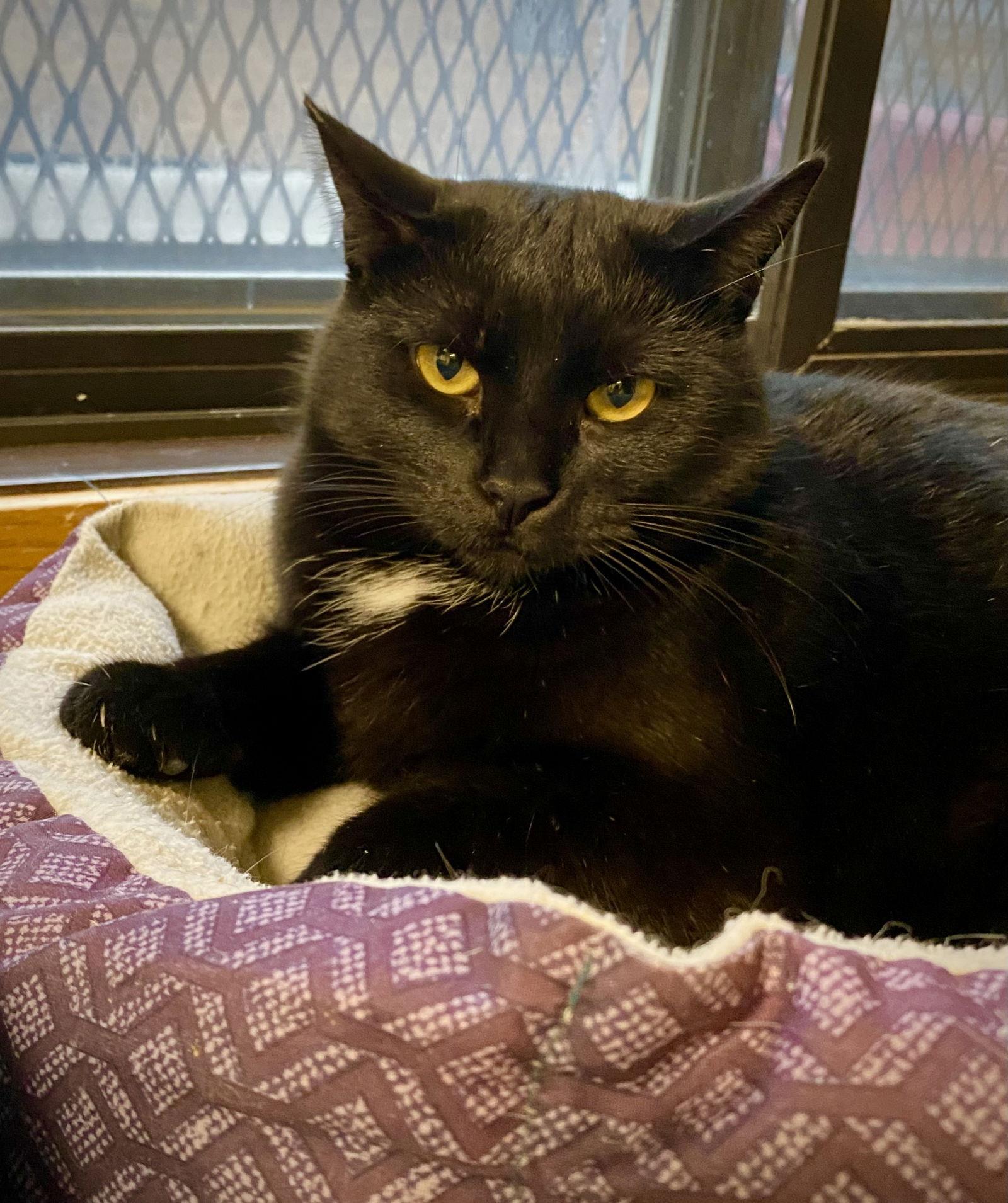 Carter, Adoptable, Adult Male Domestic Short Hair.