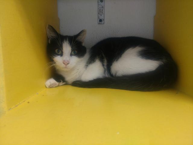 Enlarge Ramona, a Adoptable mixed breed in Saginaw, MI image 1/1