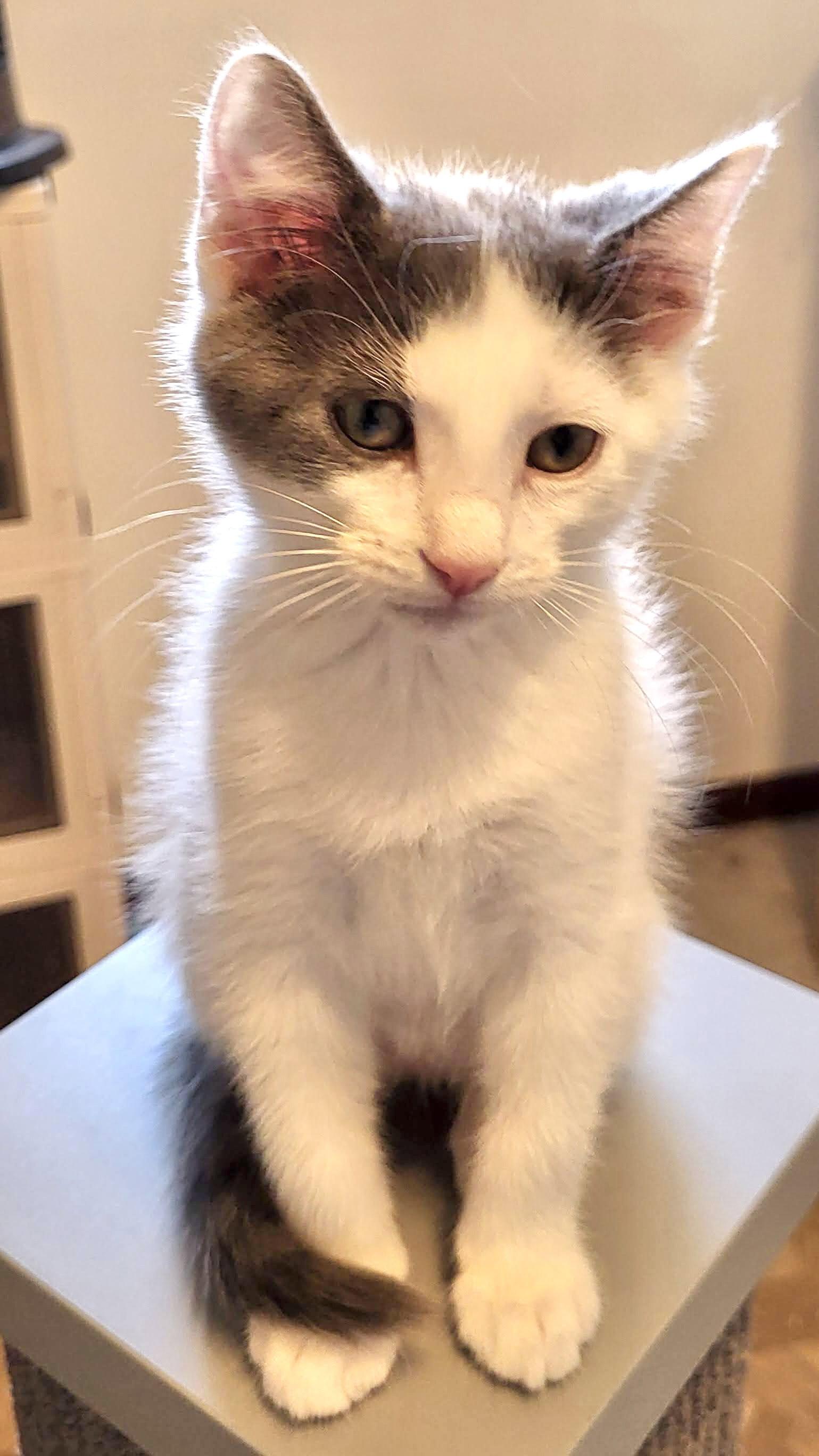 William, Adopted, Kitten Male Domestic Short Hair.