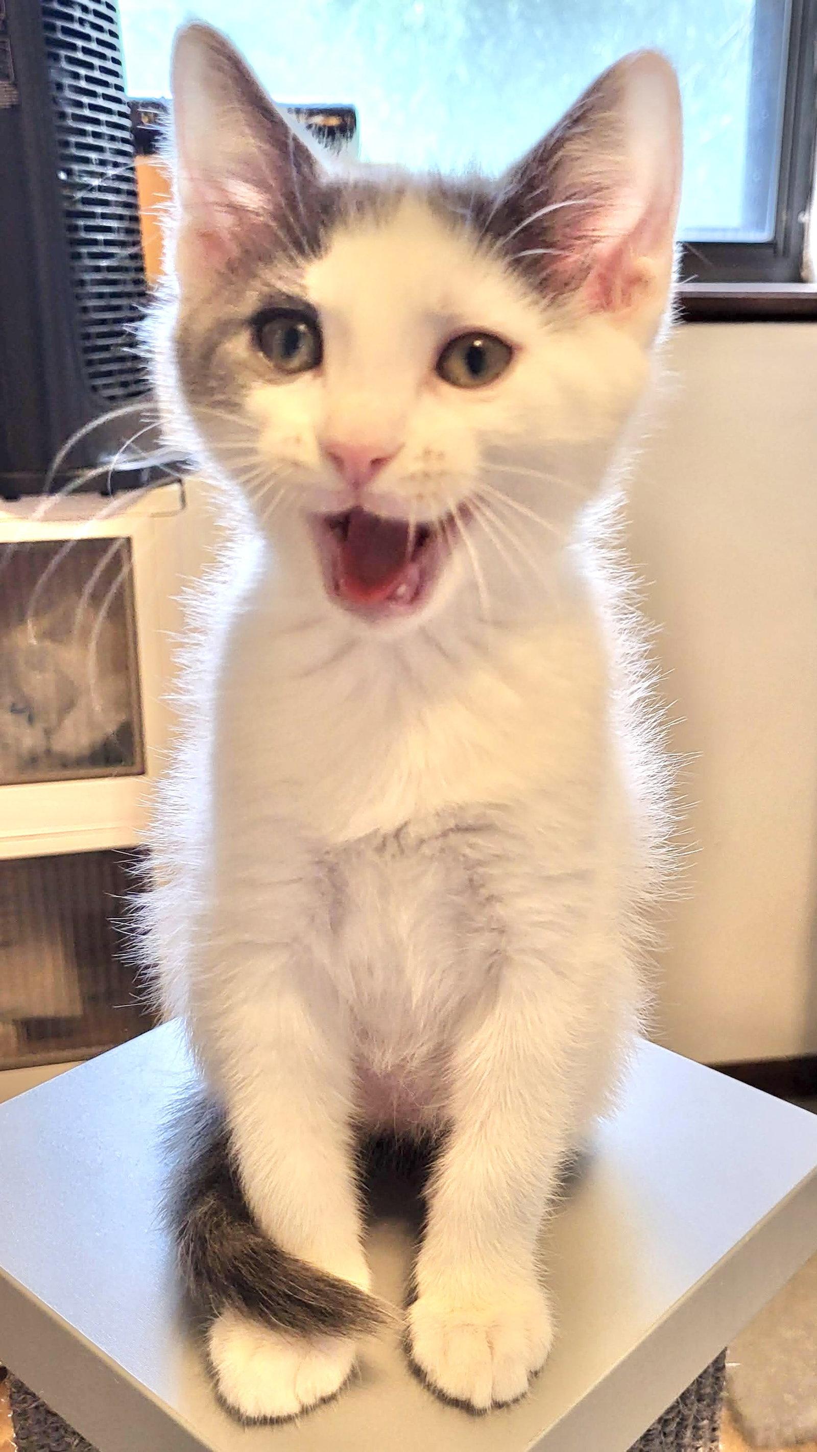William, a Adopted Domestic Short Hair in Shawnee, KS image 2/3