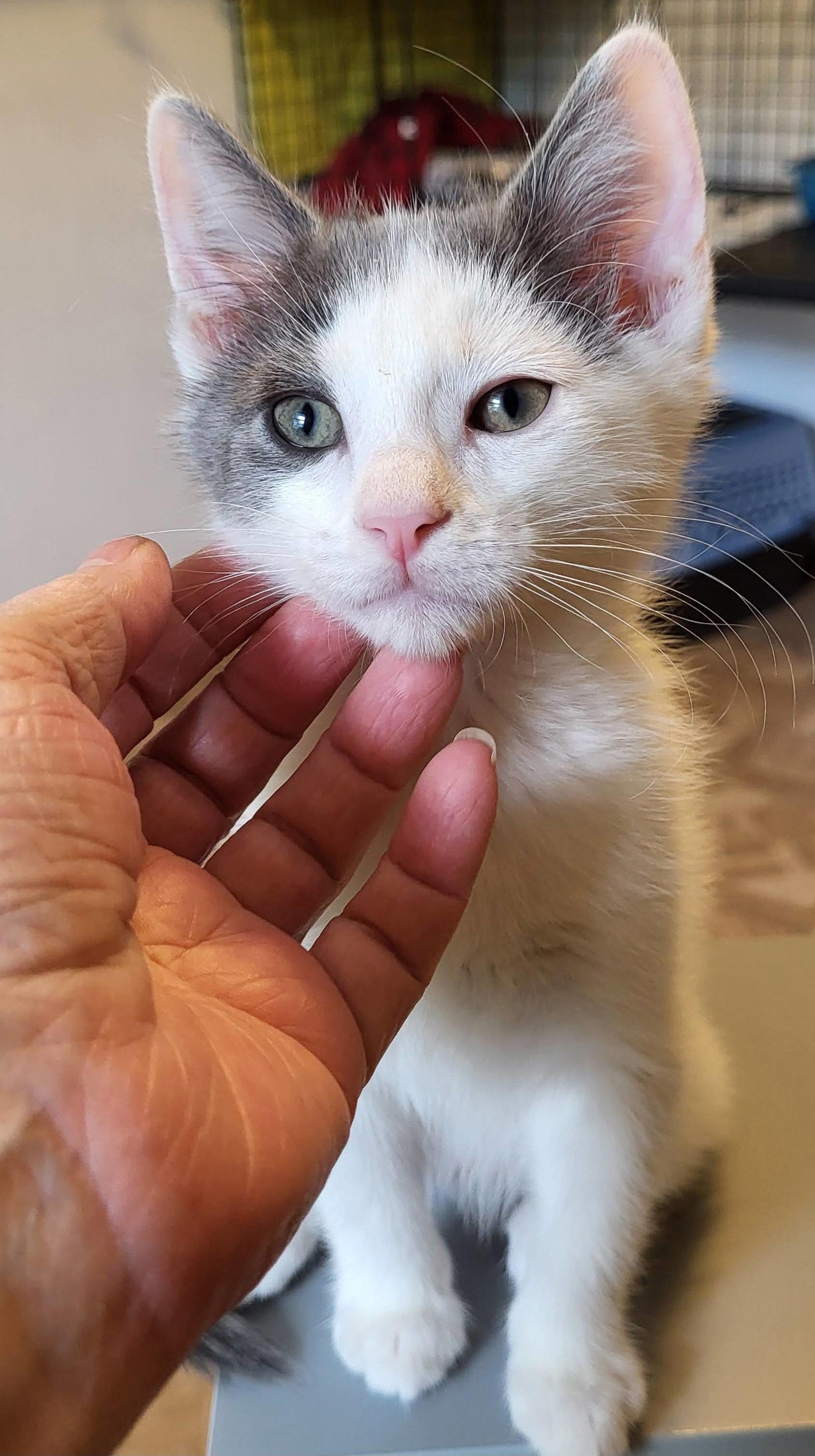 William, a Adopted Domestic Short Hair in Shawnee, KS image 3/3