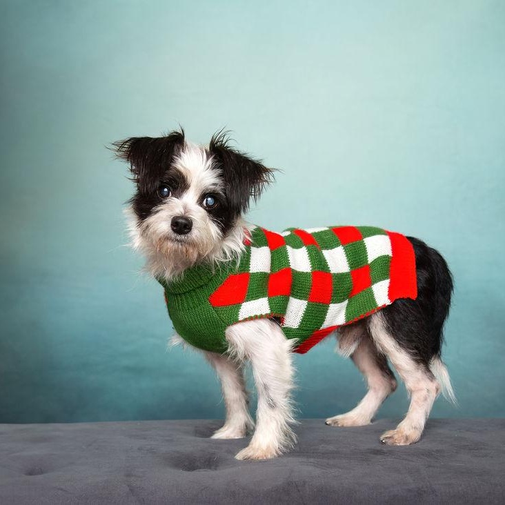 Enlarge LOUIE LOUIE, a Adoptable mixed breed in Dallas, TX image 4/4