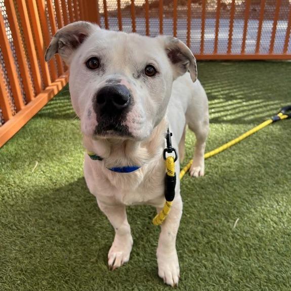 Weevil — thumbnail 2