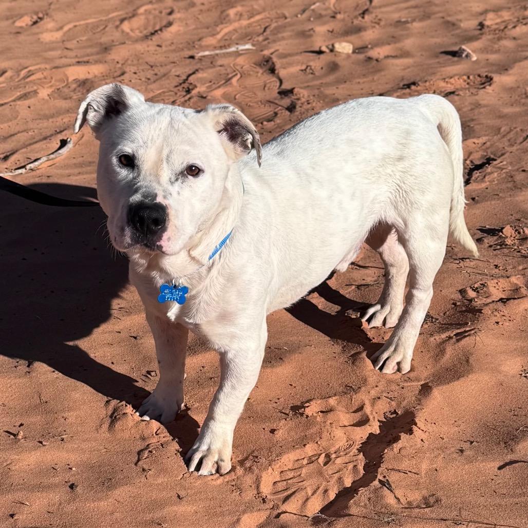 Weevil — thumbnail 3