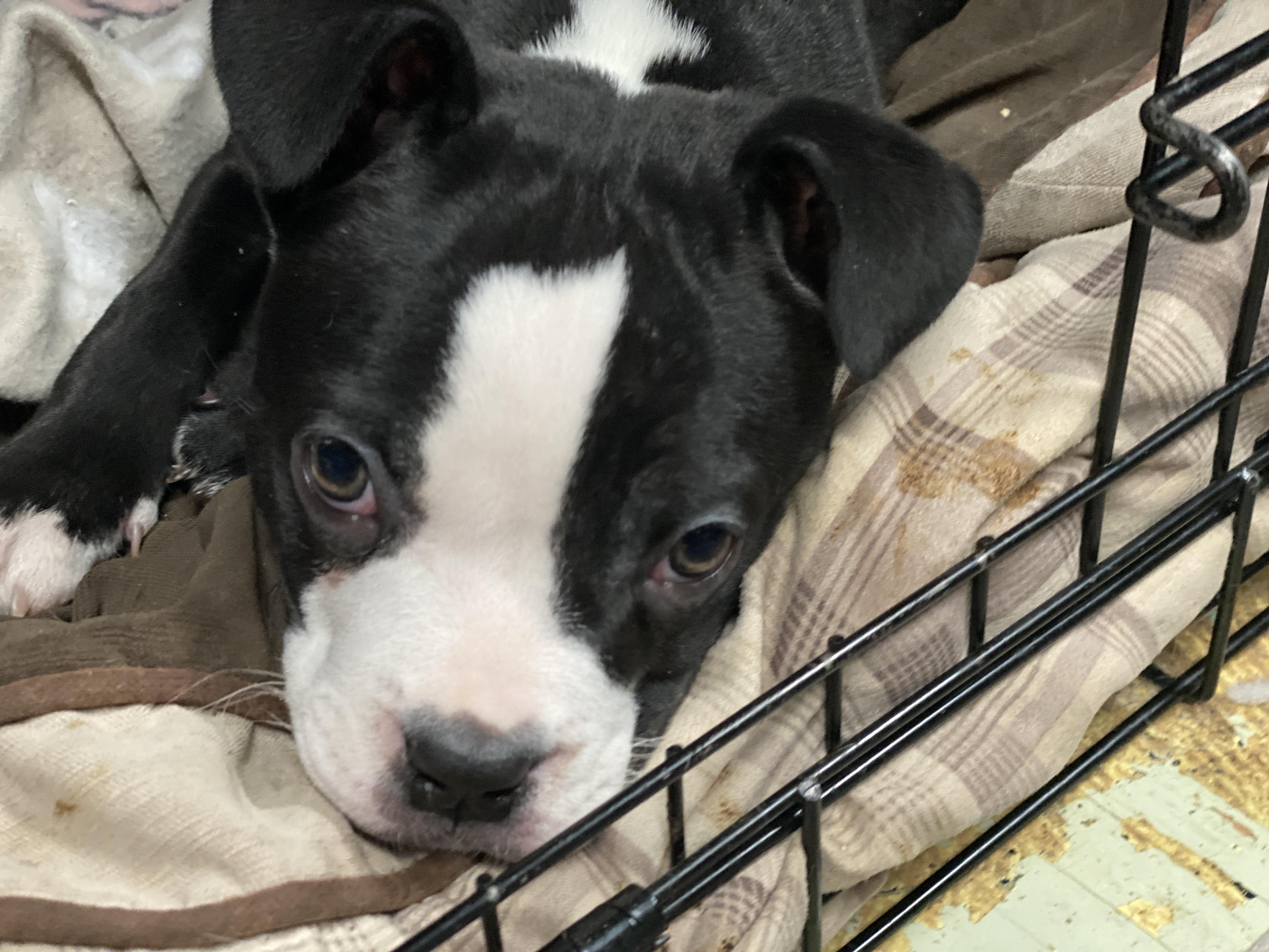 Enlarge Pumpkin, a Adoptable mixed breed in St. Clair Shores, MI image 1/6