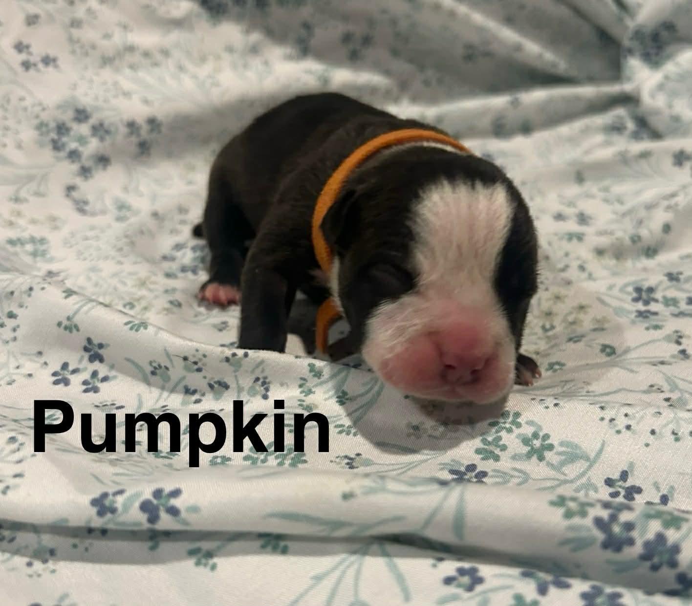 Enlarge Pumpkin, a Adoptable mixed breed in St. Clair Shores, MI image 4/6