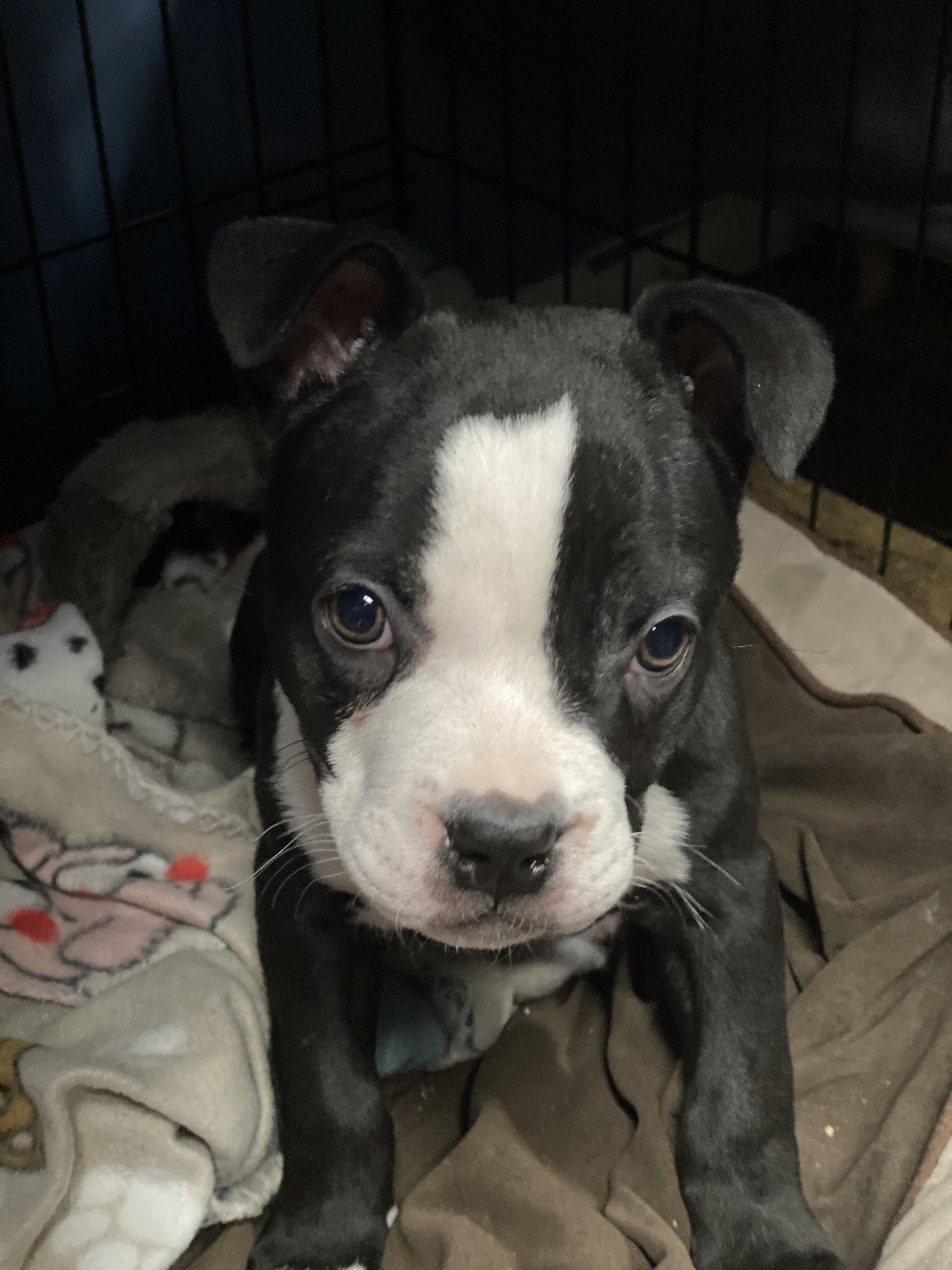 Enlarge Pumpkin, a Adoptable mixed breed in St. Clair Shores, MI image 5/6