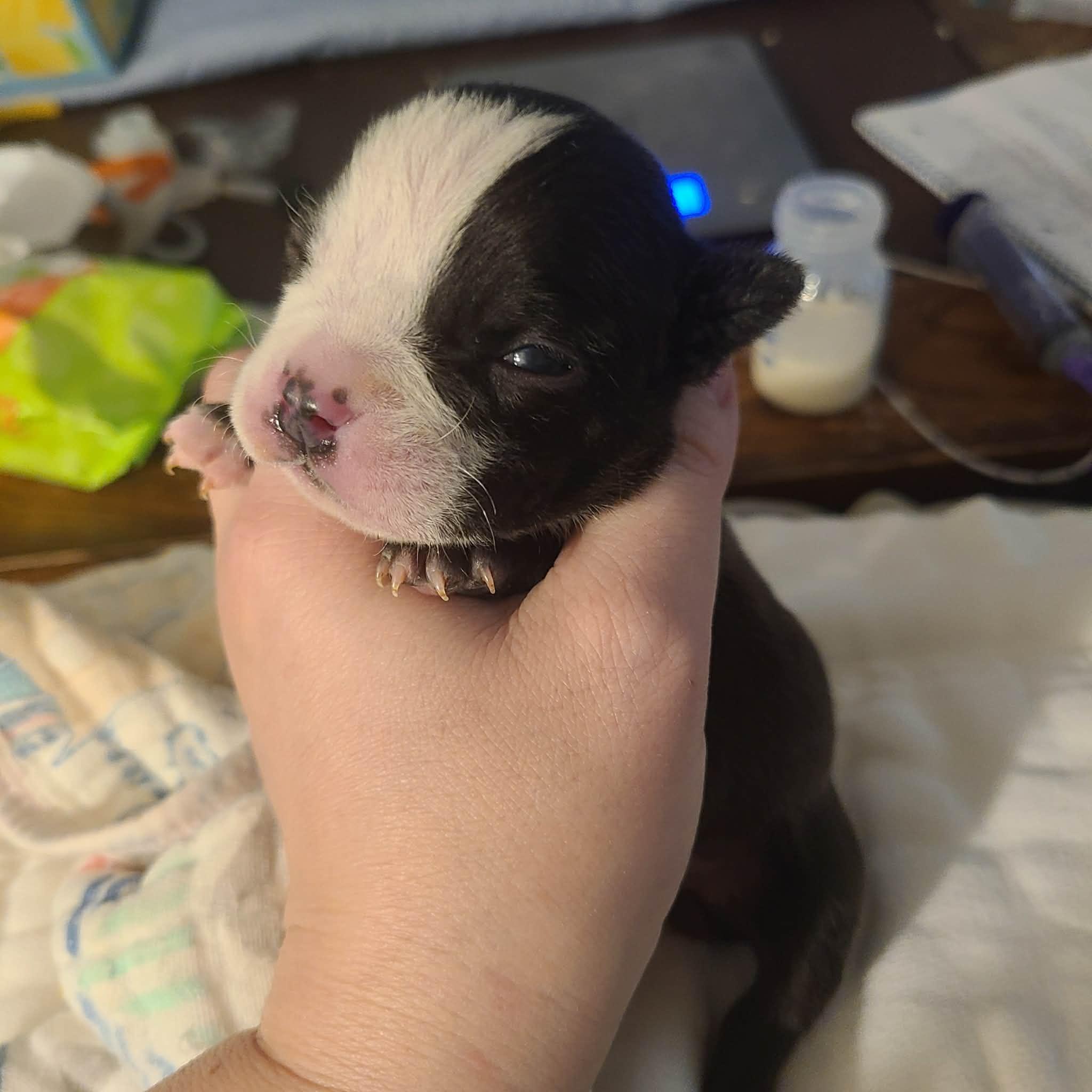 Enlarge Pumpkin, a Adoptable mixed breed in St. Clair Shores, MI image 6/6