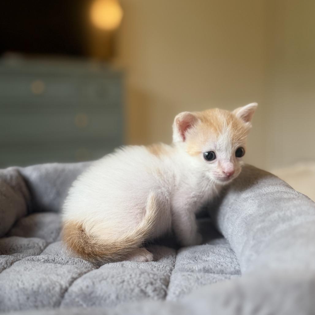 Enlarge Jeff, a Adoptable Domestic Short Hair in Missouri City, TX image 1/1