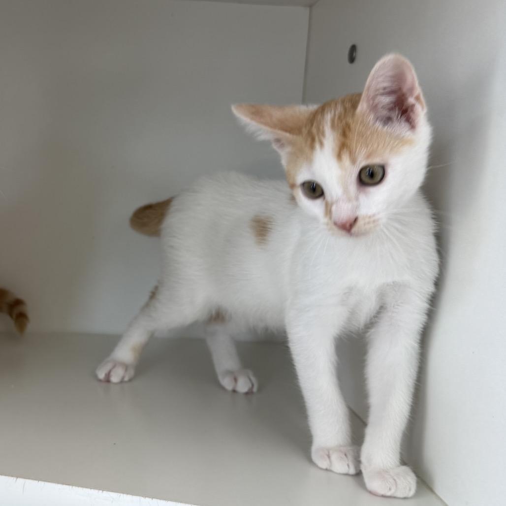 Jeff, a Adoptable Domestic Short Hair in Missouri City, TX image 2/3