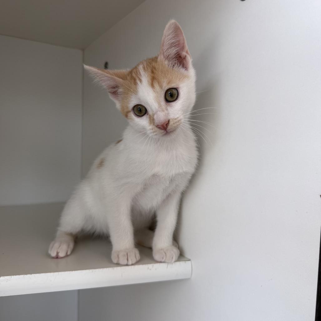 Jeff, a Adoptable Domestic Short Hair in Missouri City, TX image 3/3