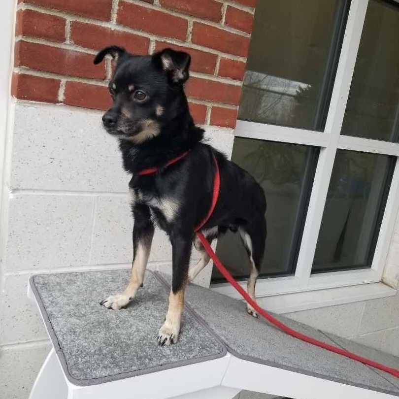 Enlarge Delightful Derrick , a ADOPTABLE mixed breed in Stratford, CT image 2/3