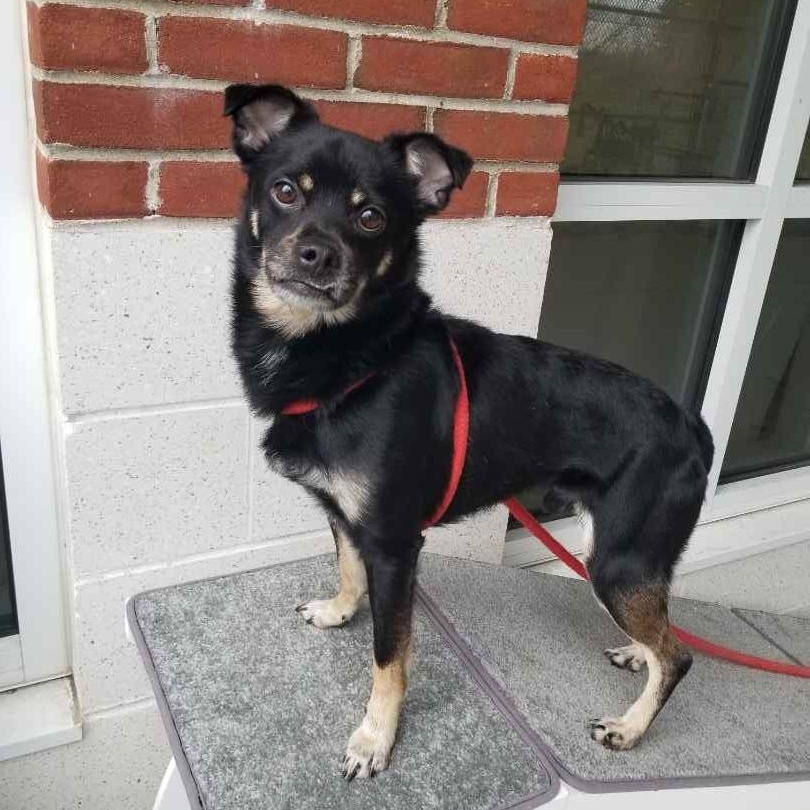 Enlarge Delightful Derrick , a ADOPTABLE mixed breed in Stratford, CT image 1/3