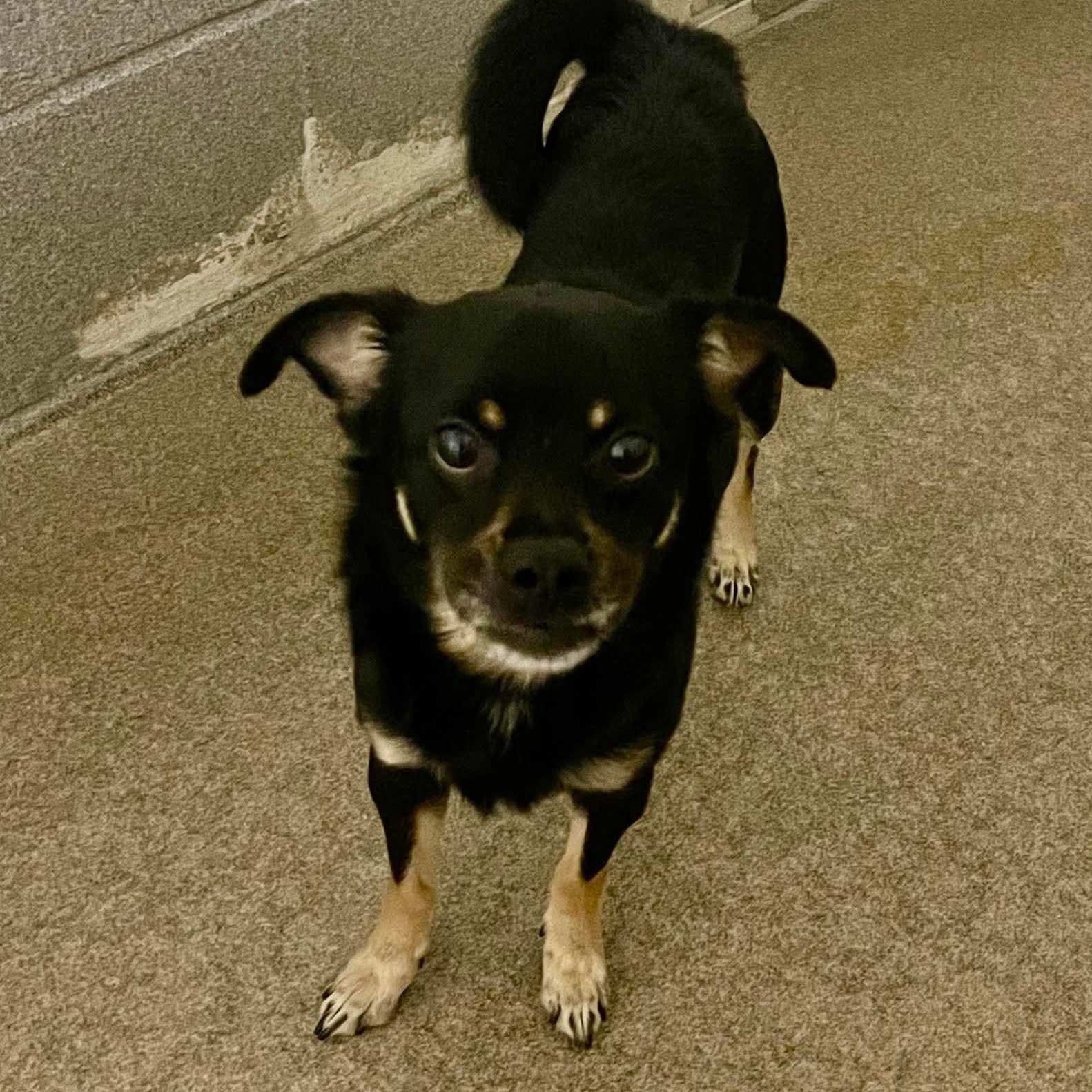 Enlarge Delightful Derrick , a ADOPTABLE mixed breed in Stratford, CT image 3/3