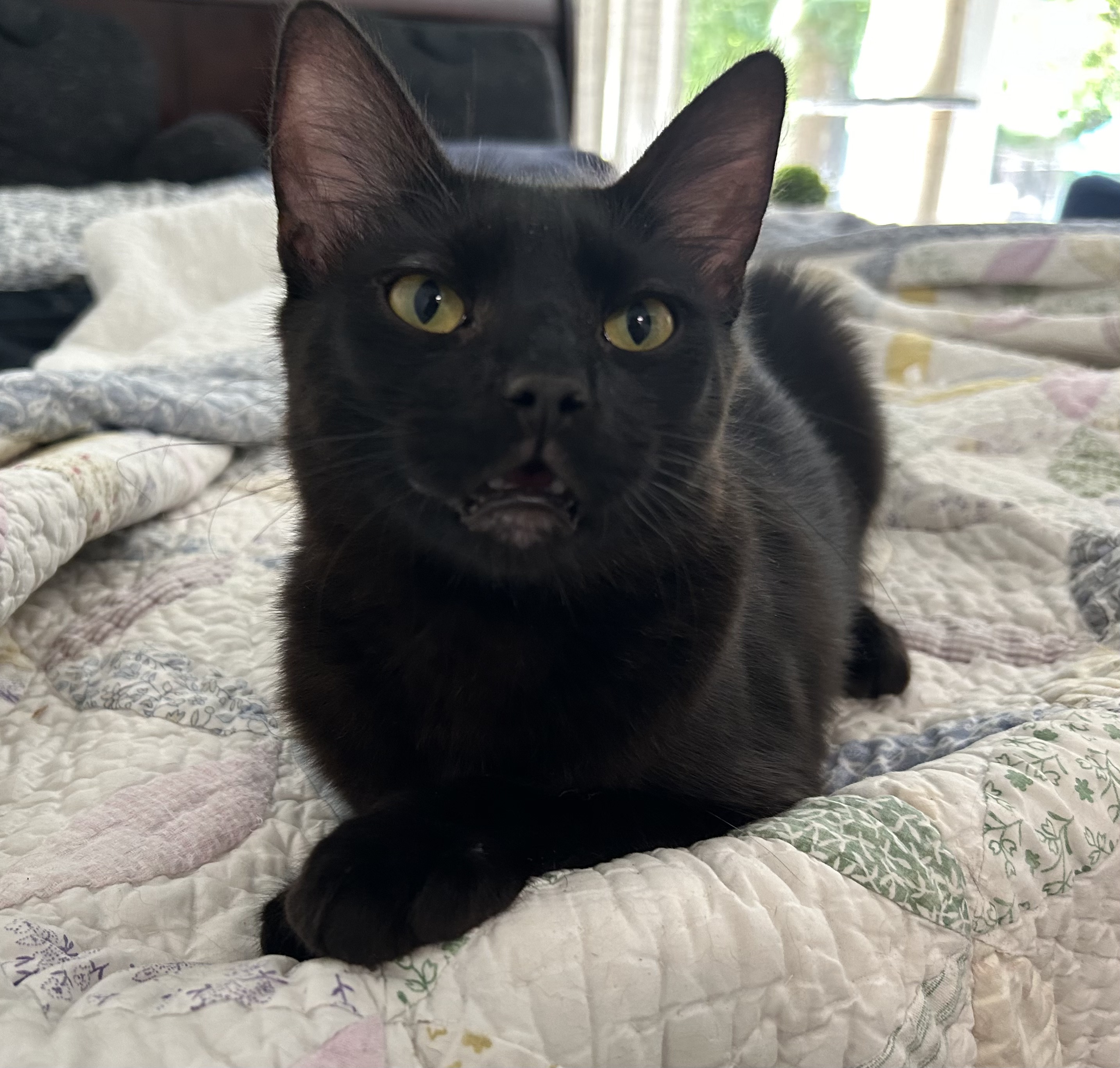 Enlarge Buffy, a Adoptable mixed breed in Sacramento, CA image 1/1