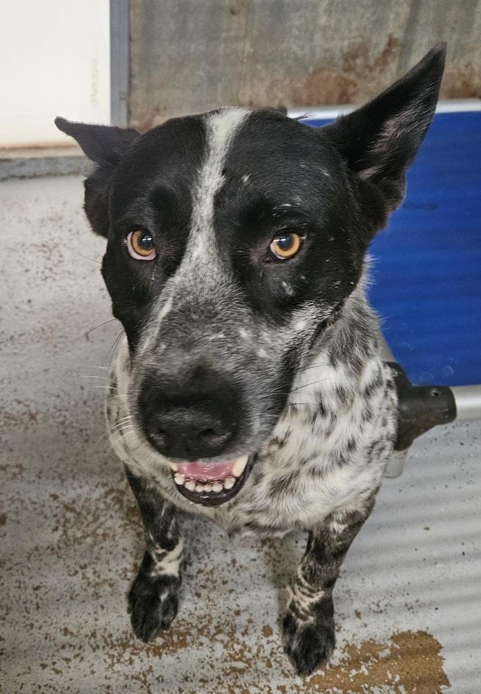 Buddy, Adoptable, Adult Male Australian Cattle Dog / Blue Heeler.