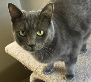 Enlarge Misha, a ADOPTABLE mixed breed in Bow, WA image 2/5