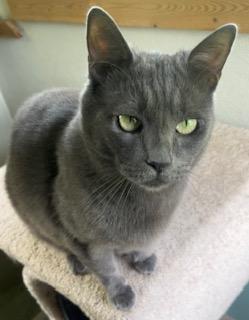Misha, ADOPTABLE, Adult Female Russian Blue & Chartreux.