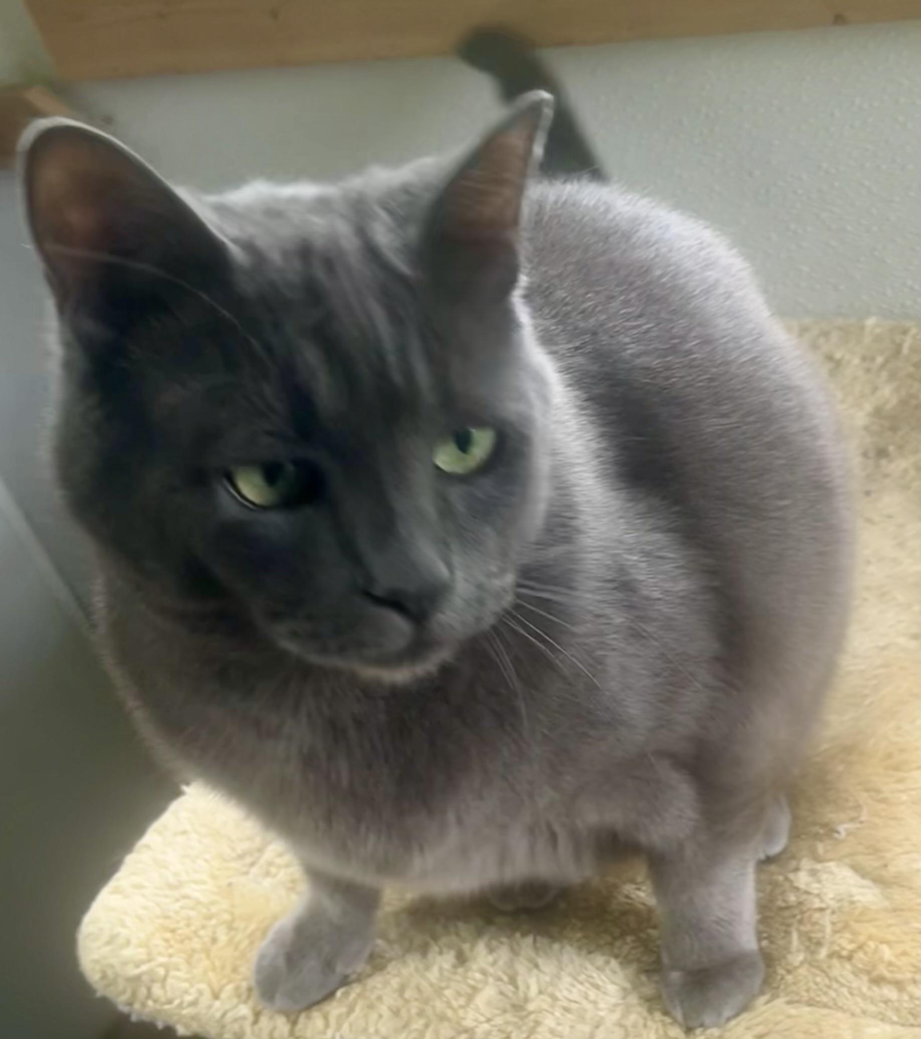Enlarge Misha, a ADOPTABLE mixed breed in Bow, WA image 4/5