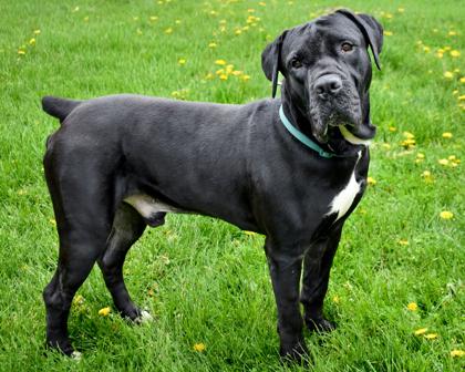 Biggie, Adoptable, Adult Male Boerboel & Mixed Breed.