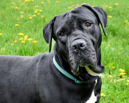 Enlarge Biggie, a Adoptable mixed breed in West Seneca, NY image 2/3