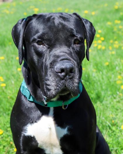 Enlarge Biggie, a Adoptable mixed breed in West Seneca, NY image 3/3