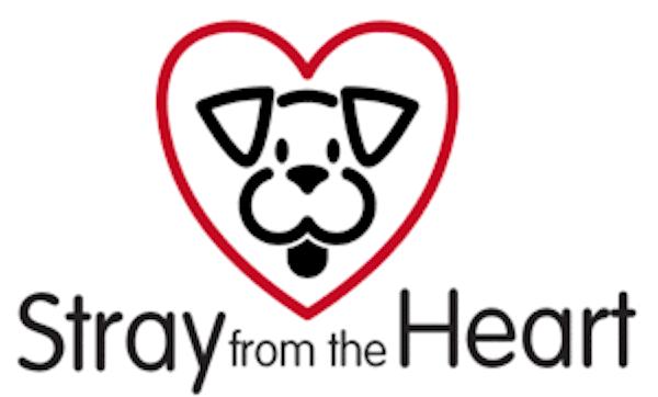 Fritz, Adoptable, Young Male Chocolate Labrador Retriever.