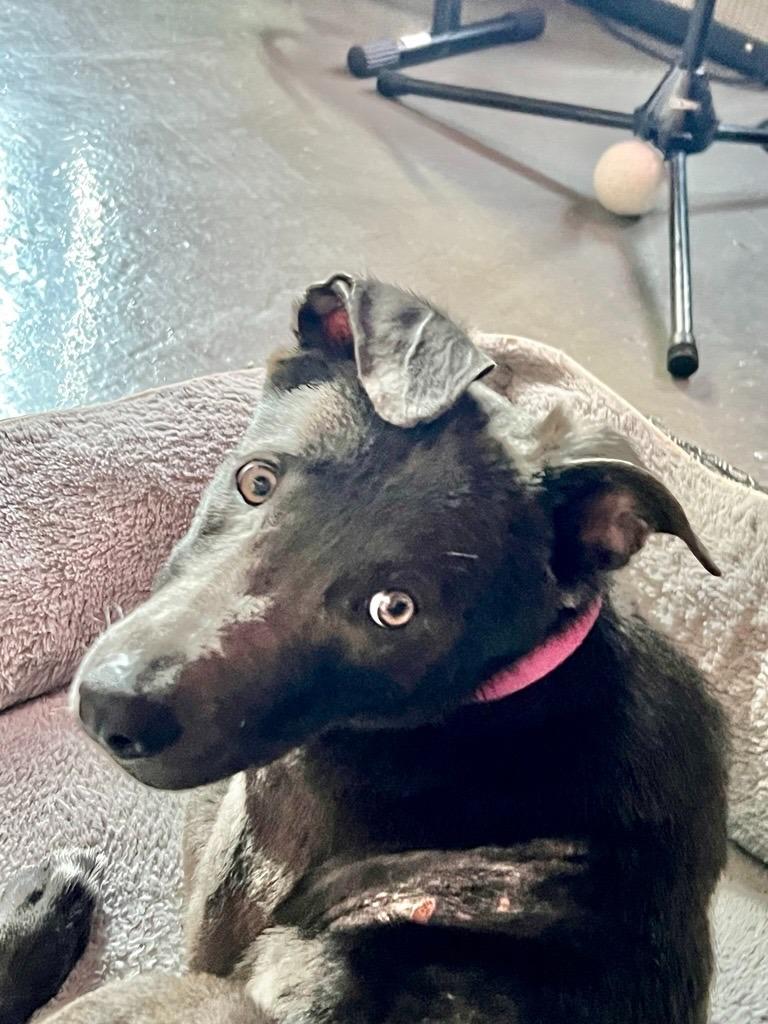 Stormy, Adoptable, Young Female Labrador Retriever.