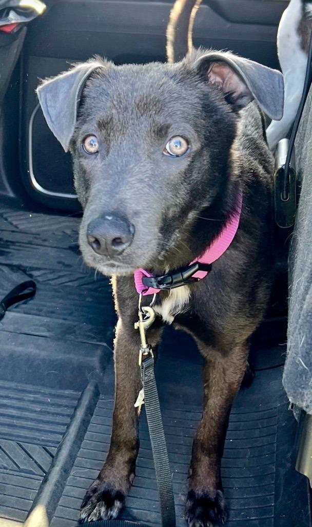 Stormy, Adoptable, Young Female Labrador Retriever.