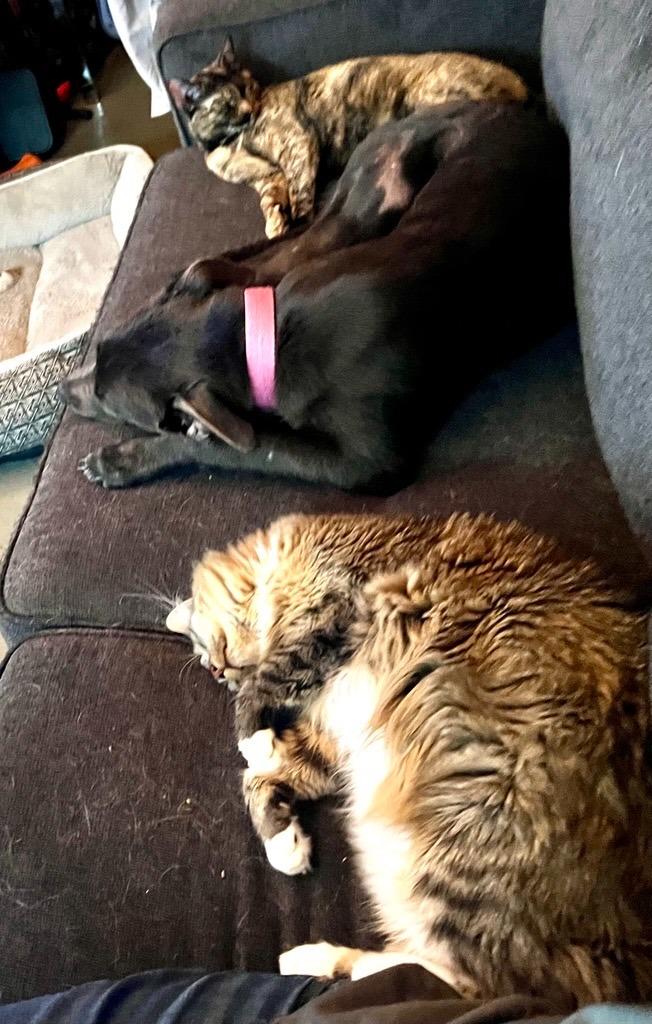 Stormy, a Adoptable mixed breed in Mustang, OK image 3/5