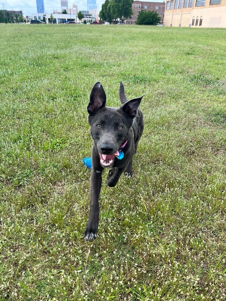 Stormy, a Adoptable mixed breed in Mustang, OK image 4/5