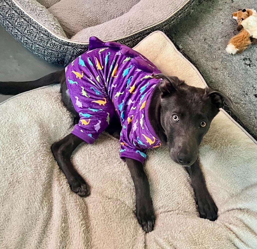 Stormy, a Adoptable mixed breed in Mustang, OK image 5/5