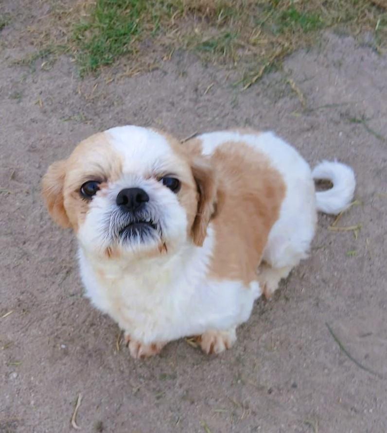 Miracle, an adopted Shih Tzu in Mississauga, ON image 5/6