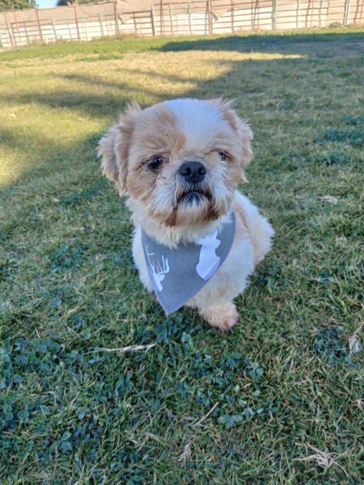 Miracle, adopted, Young Male Shih Tzu.