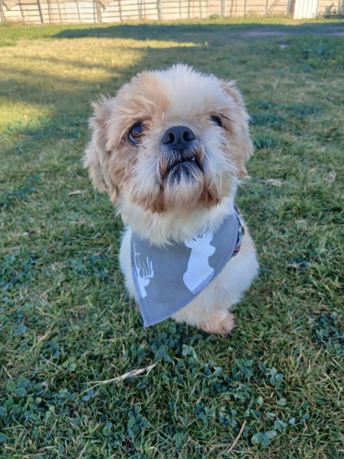 Miracle, an adopted Shih Tzu in Mississauga, ON image 2/6