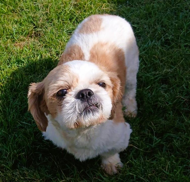 Miracle, an adopted Shih Tzu in Mississauga, ON image 4/6