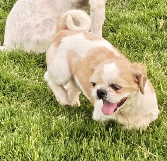 Miracle, an adopted Shih Tzu in Mississauga, ON image 3/6