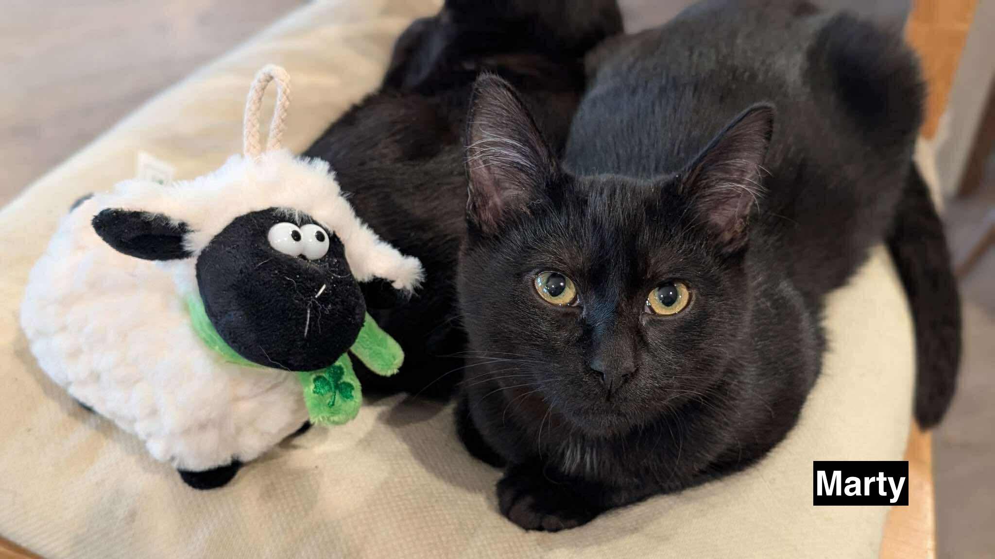 Enlarge Marty & Mateo (bonded pair), a ADOPTABLE Domestic Short Hair in Redwood City, CA image 2/6