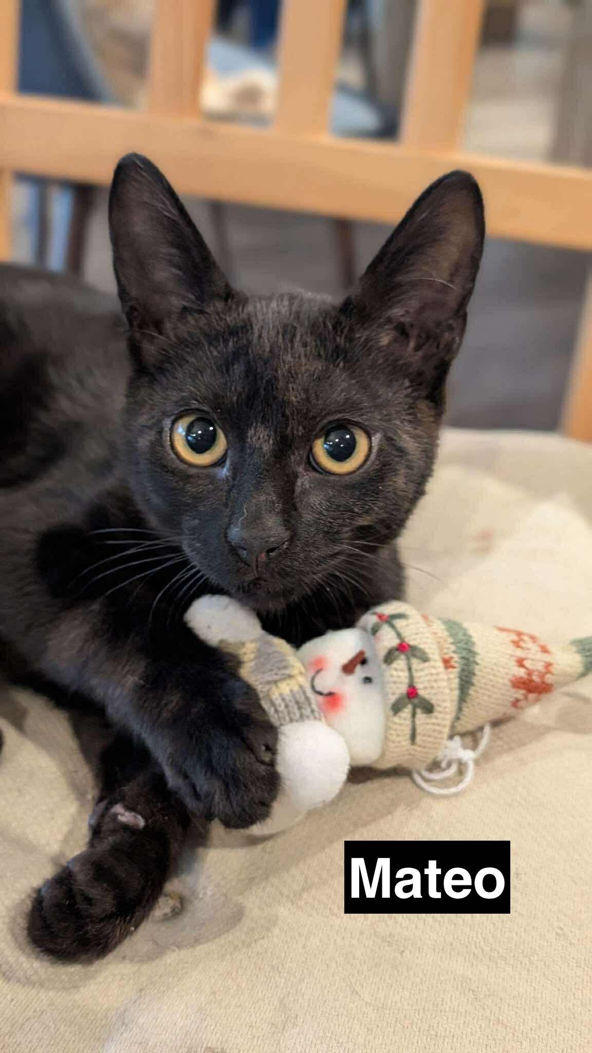Enlarge Marty & Mateo (bonded pair), a ADOPTABLE Domestic Short Hair in Redwood City, CA image 3/6