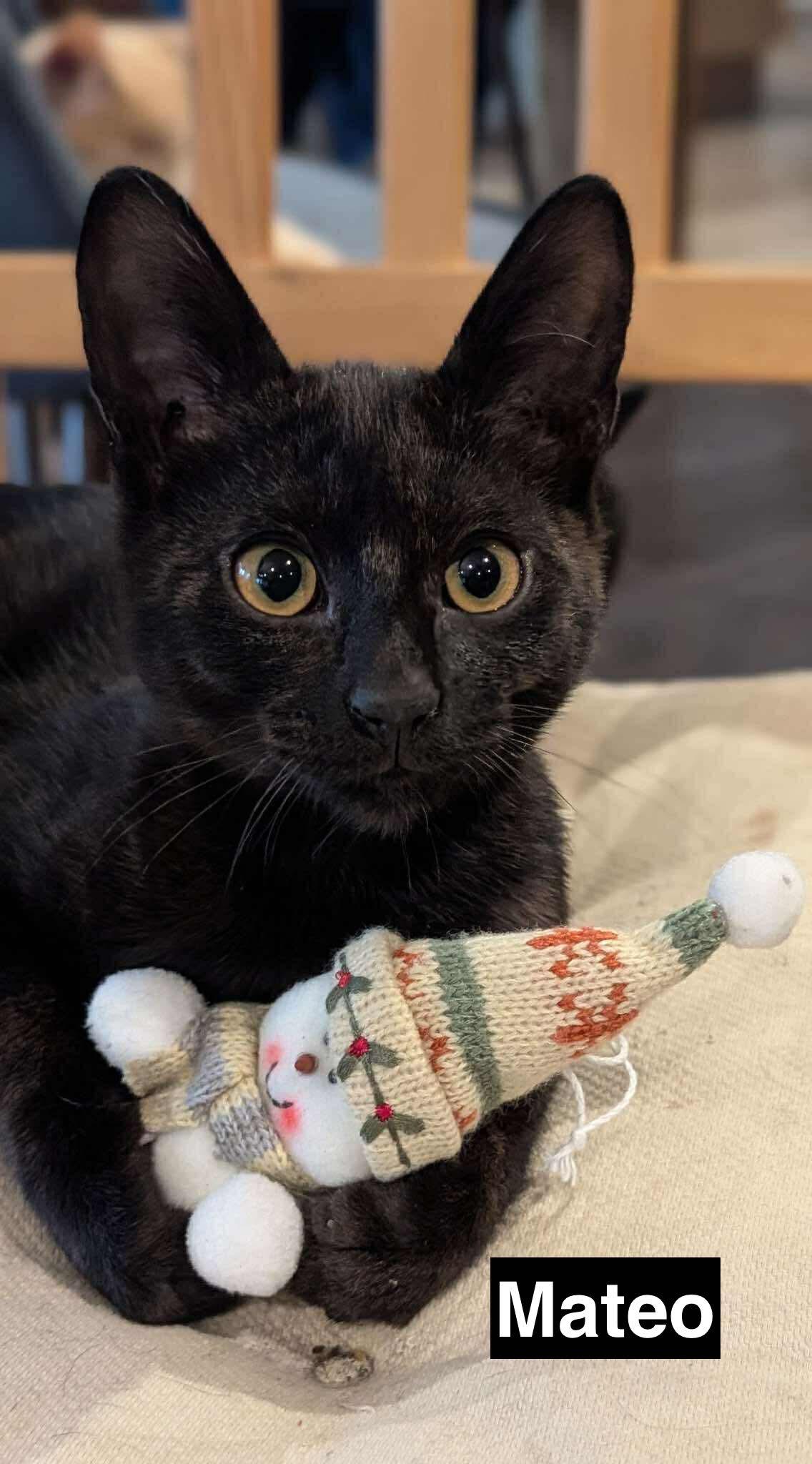 Enlarge Marty & Mateo (bonded pair), a ADOPTABLE Domestic Short Hair in Redwood City, CA image 4/6