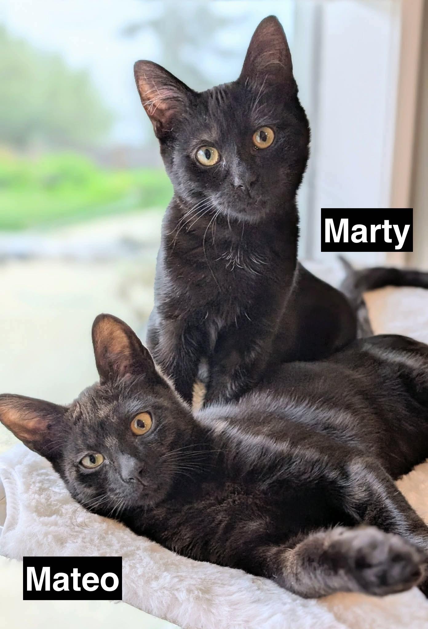 Enlarge Marty & Mateo (bonded pair), a ADOPTABLE Domestic Short Hair in Redwood City, CA image 1/6