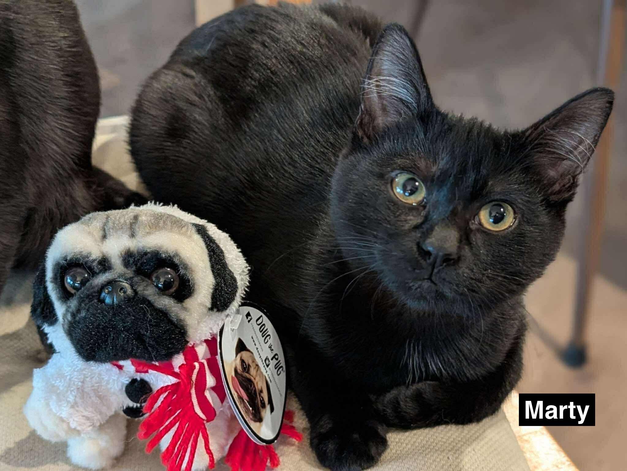 Enlarge Marty & Mateo (bonded pair), a ADOPTABLE Domestic Short Hair in Redwood City, CA image 5/6