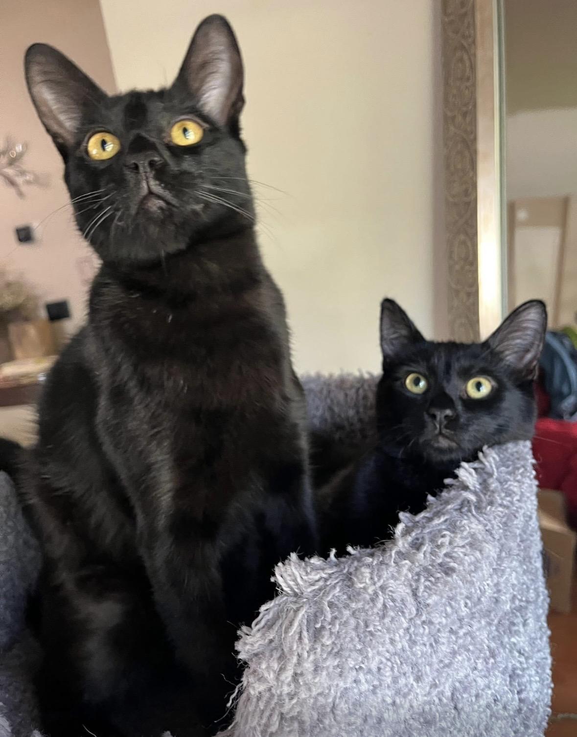 Marty & Mateo (bonded pair), ADOPTABLE, Young Male Domestic Short Hair.