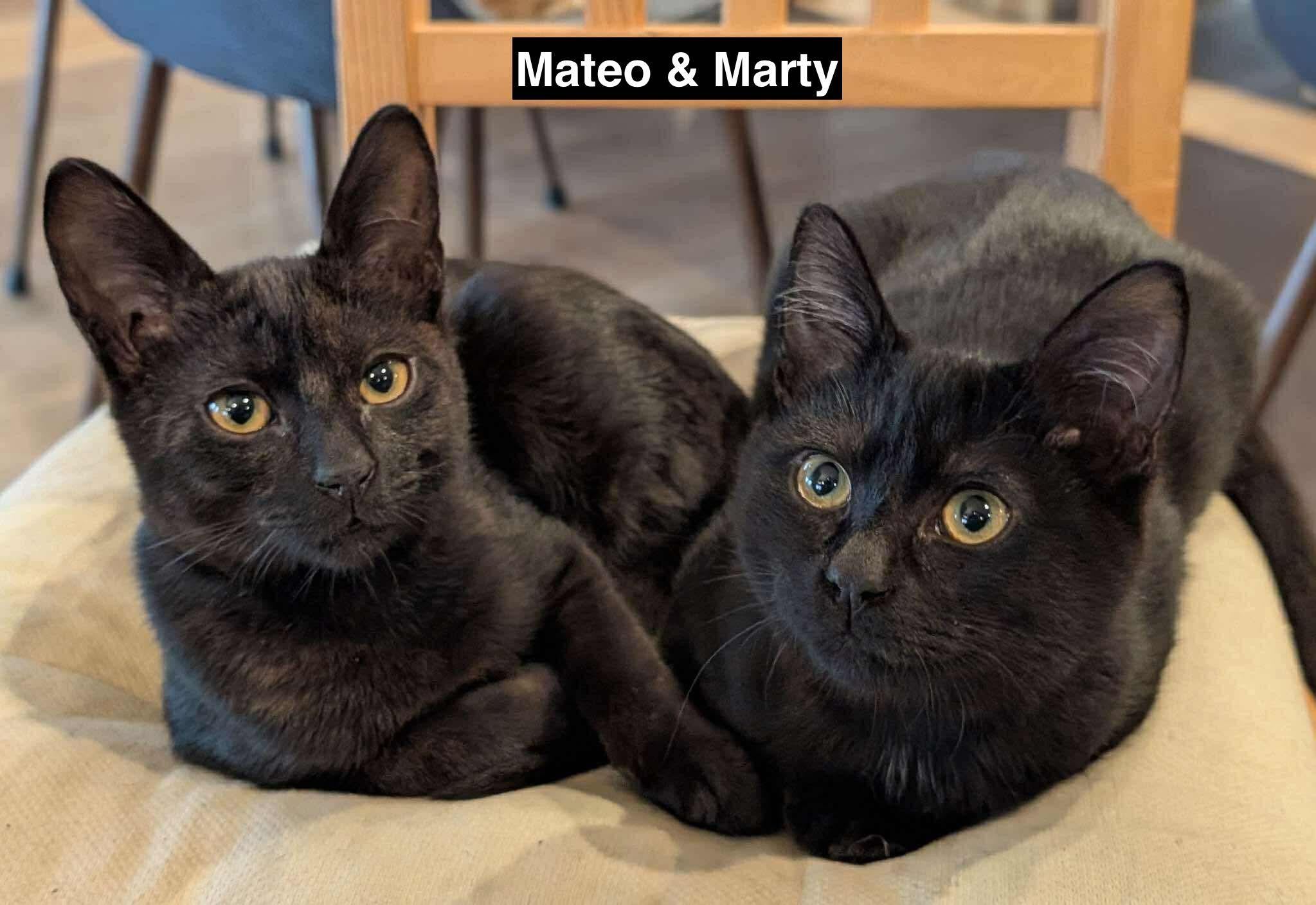 Enlarge Marty & Mateo (bonded pair), a ADOPTABLE Domestic Short Hair in Redwood City, CA image 6/6