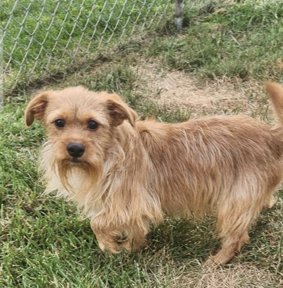 Enlarge Kai, a Adopted mixed breed in Dayton, OH image 1/1