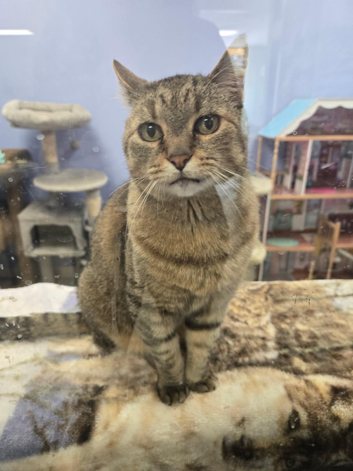 Jake, a Adoptable Domestic Short Hair in Huntington Beach, CA image 2/6