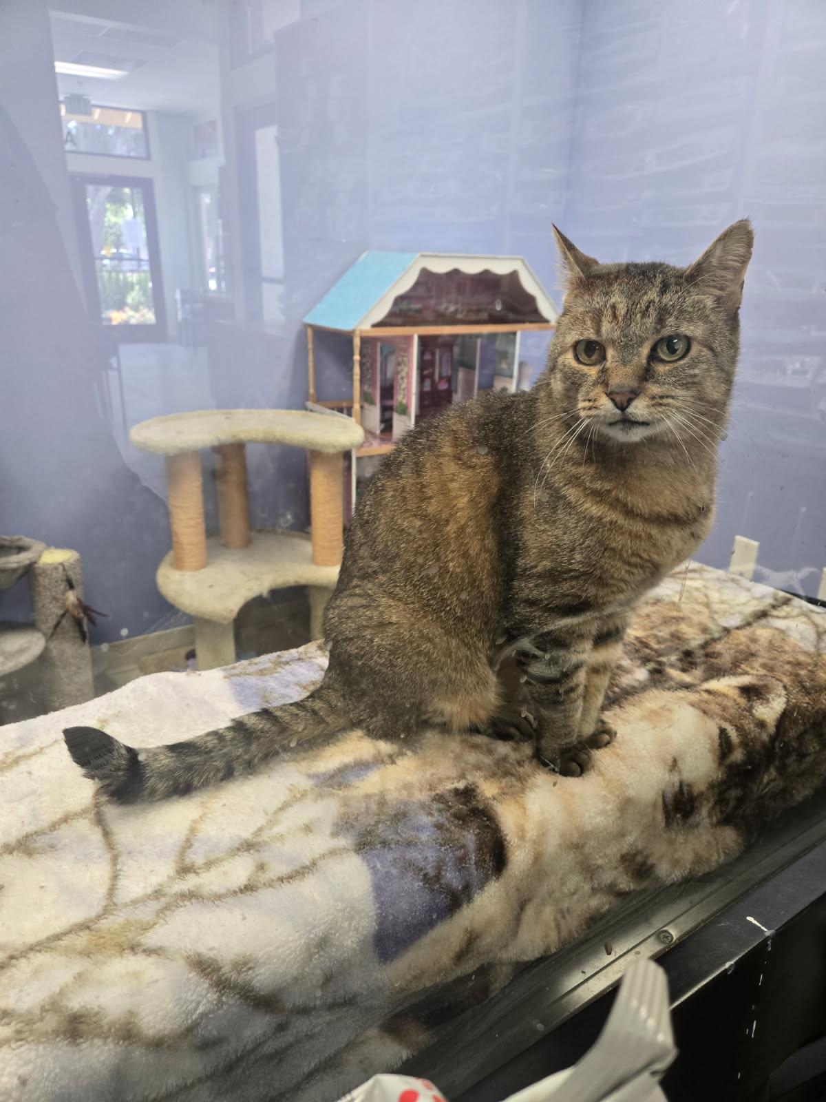 Jake, a Adoptable Domestic Short Hair in Huntington Beach, CA image 3/6